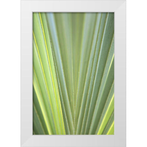 Tropical Leaf Close-Up II White Modern Wood Framed Art Print by Millet, Karyn