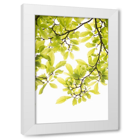 Sunlit Tropical Silhouette II White Modern Wood Framed Art Print by Millet, Karyn