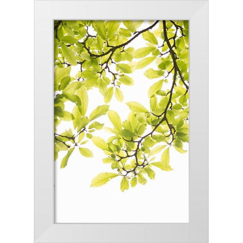 Sunlit Tropical Silhouette II White Modern Wood Framed Art Print by Millet, Karyn