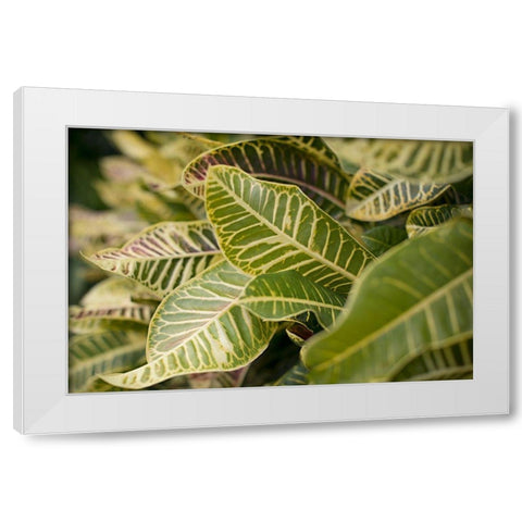 Leaf Scribble White Modern Wood Framed Art Print by Millet, Karyn