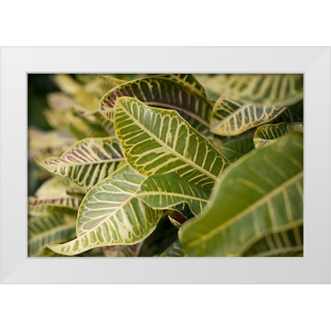 Leaf Scribble White Modern Wood Framed Art Print by Millet, Karyn