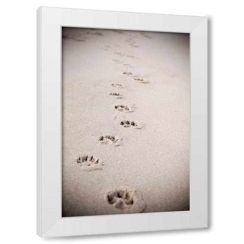 Paw Prints In Sand White Modern Wood Framed Art Print by Millet, Karyn