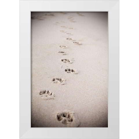 Paw Prints In Sand White Modern Wood Framed Art Print by Millet, Karyn