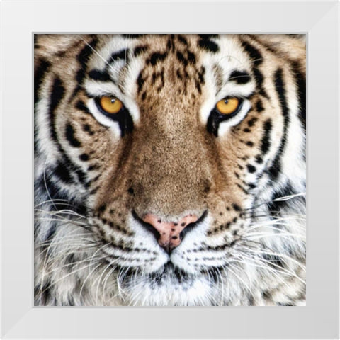 Bengal Tiger Eyes White Modern Wood Framed Art Print by McNemar, C. Thomas