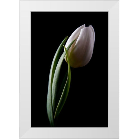 Tulips III White Modern Wood Framed Art Print by McNemar, C. Thomas