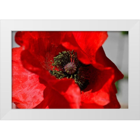 Red Poppy I White Modern Wood Framed Art Print by Moore, Brian