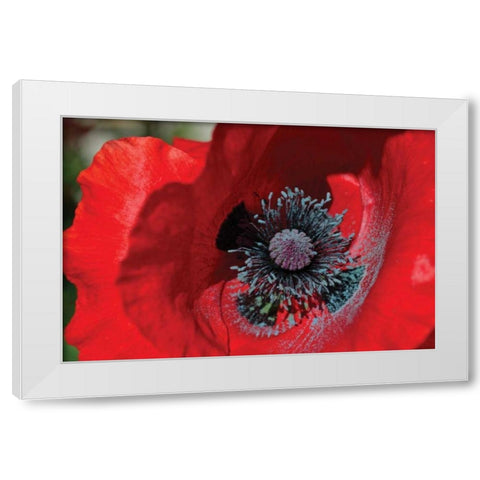 Red Poppy II White Modern Wood Framed Art Print by Moore, Brian