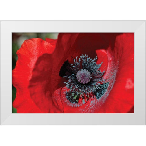 Red Poppy II White Modern Wood Framed Art Print by Moore, Brian
