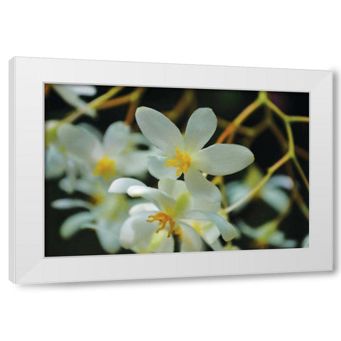 White Orchids I White Modern Wood Framed Art Print by Moore, Brian