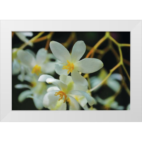 White Orchids I White Modern Wood Framed Art Print by Moore, Brian