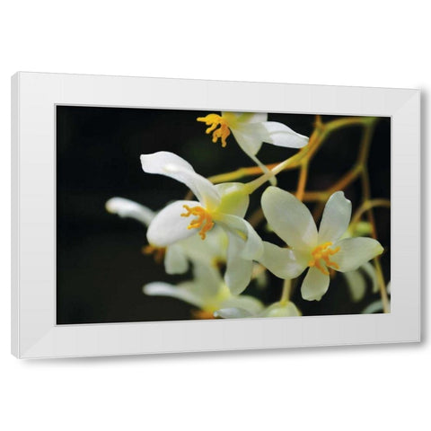 White Orchids II White Modern Wood Framed Art Print by Moore, Brian