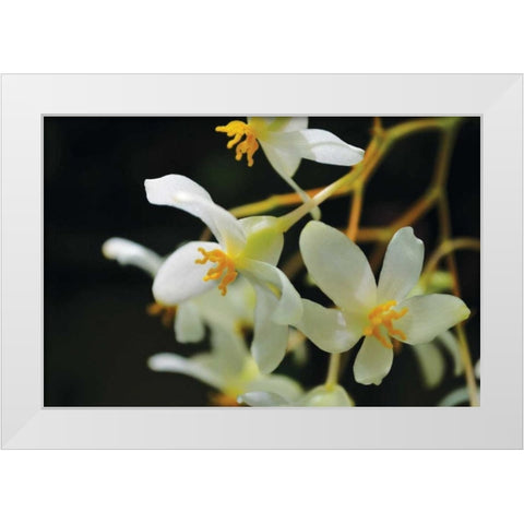 White Orchids II White Modern Wood Framed Art Print by Moore, Brian