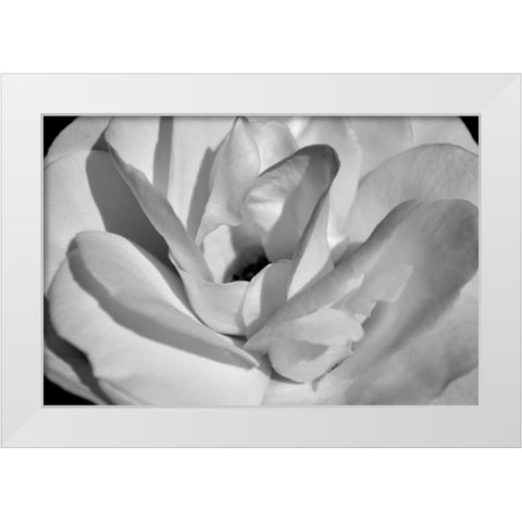 Macro Flower I White Modern Wood Framed Art Print by Moore, Brian