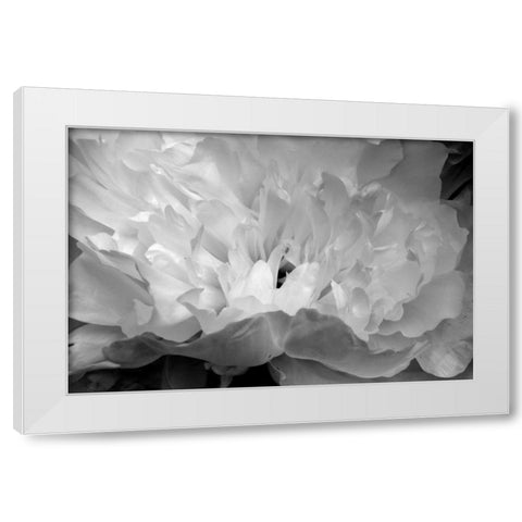 Macro Flower II White Modern Wood Framed Art Print by Moore, Brian