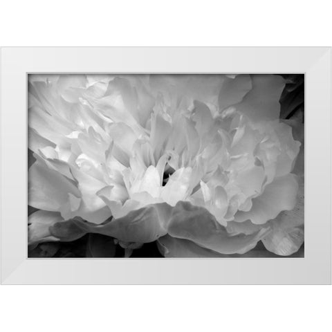 Macro Flower II White Modern Wood Framed Art Print by Moore, Brian
