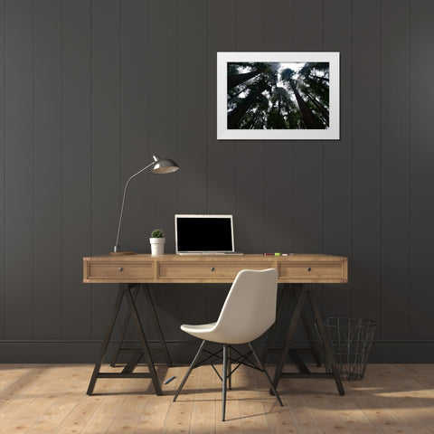 Redwoods I White Modern Wood Framed Art Print by Moore, Brian