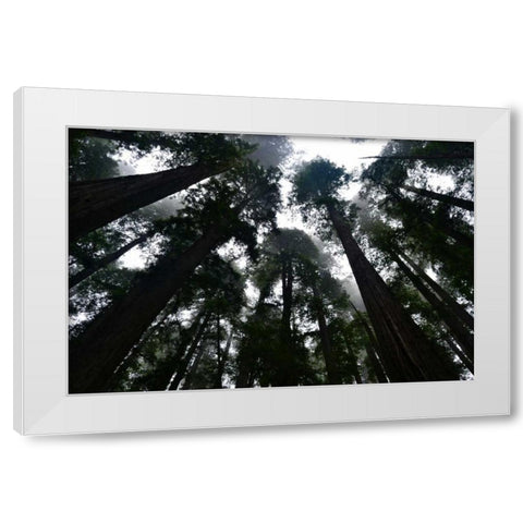 Redwoods I White Modern Wood Framed Art Print by Moore, Brian