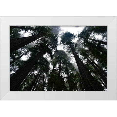 Redwoods I White Modern Wood Framed Art Print by Moore, Brian