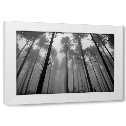 Redwoods II White Modern Wood Framed Art Print by Moore, Brian