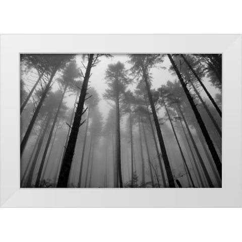 Redwoods II White Modern Wood Framed Art Print by Moore, Brian