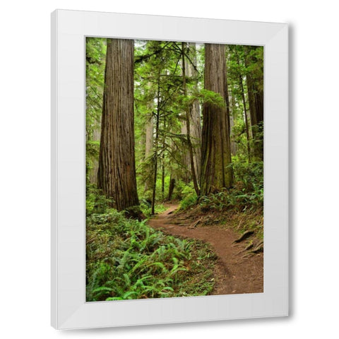 Hiking Trail I White Modern Wood Framed Art Print by Moore, Brian