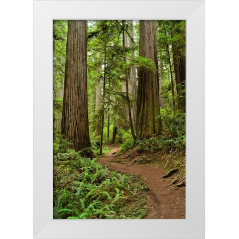 Hiking Trail I White Modern Wood Framed Art Print by Moore, Brian