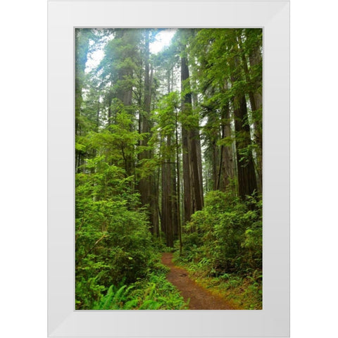 Hiking Trail II White Modern Wood Framed Art Print by Moore, Brian