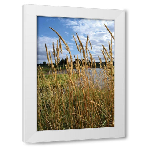 Through the Grass I White Modern Wood Framed Art Print by Moore, Brian