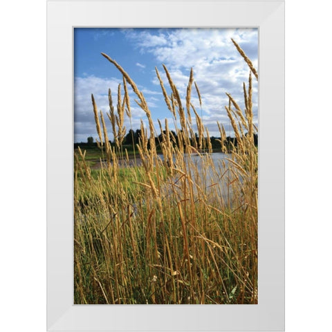 Through the Grass I White Modern Wood Framed Art Print by Moore, Brian
