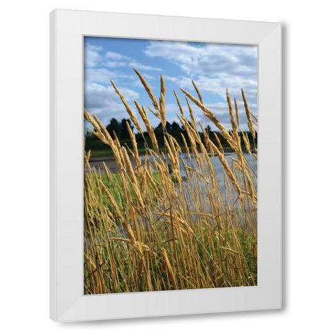 Through the Grass II White Modern Wood Framed Art Print by Moore, Brian
