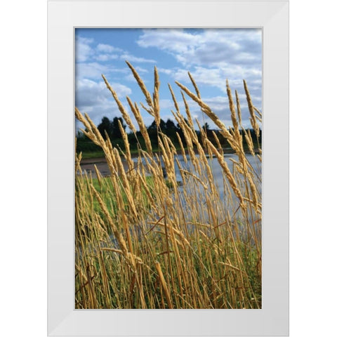 Through the Grass II White Modern Wood Framed Art Print by Moore, Brian