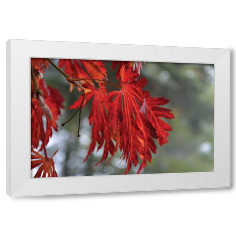 Red Leaves White Modern Wood Framed Art Print by Moore, Brian