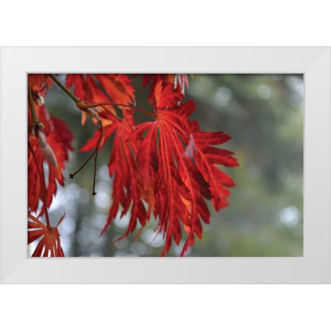 Red Leaves White Modern Wood Framed Art Print by Moore, Brian