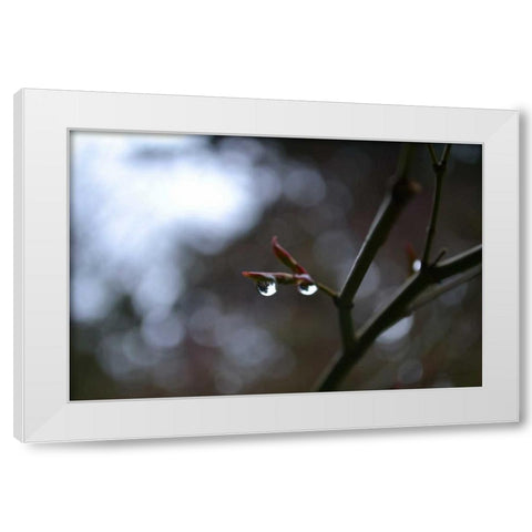 Dew Drops White Modern Wood Framed Art Print by Moore, Brian