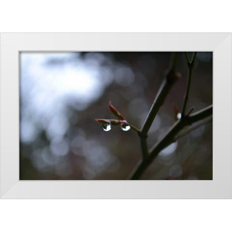 Dew Drops White Modern Wood Framed Art Print by Moore, Brian