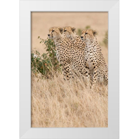 Three of a Kind White Modern Wood Framed Art Print by Parker, Susann