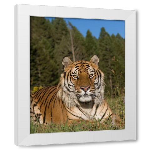 Subtle Beauty White Modern Wood Framed Art Print by Parker, Susann