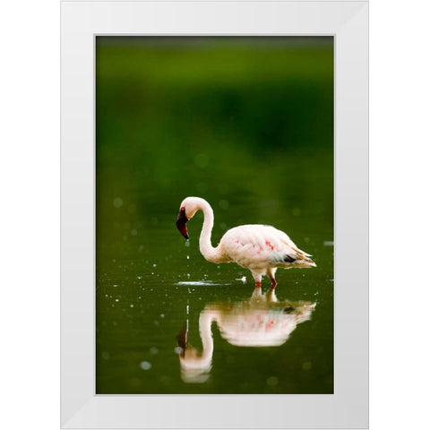 Pink Reflection White Modern Wood Framed Art Print by Parker, Susann