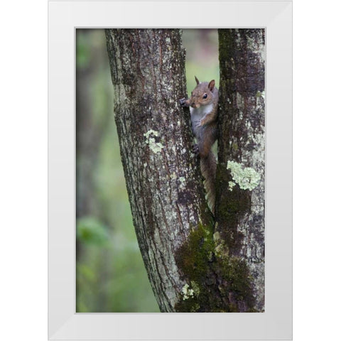Squirreling Around White Modern Wood Framed Art Print by Parker, Susann