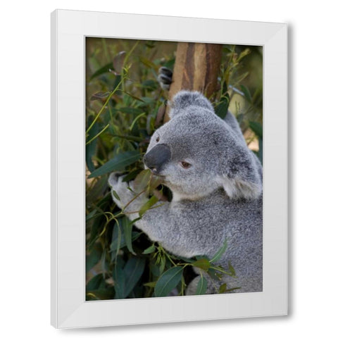 The Amiable White Modern Wood Framed Art Print by Parker, Susann
