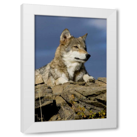 The Wolf King White Modern Wood Framed Art Print by Parker, Susann