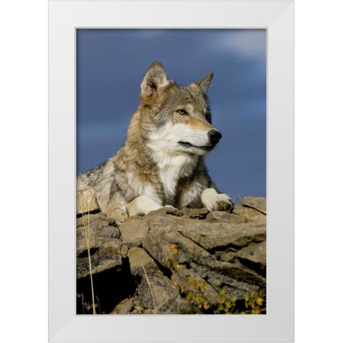 The Wolf King White Modern Wood Framed Art Print by Parker, Susann
