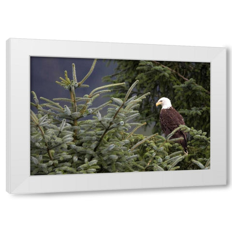 Americas Bird White Modern Wood Framed Art Print by Parker, Susann