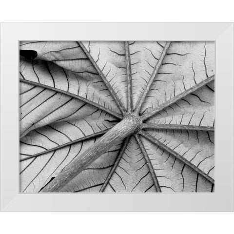 Leaf I White Modern Wood Framed Art Print by Peterson, Lee