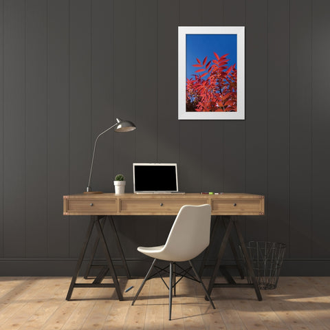 Fall Leaves III White Modern Wood Framed Art Print by Peterson, Lee
