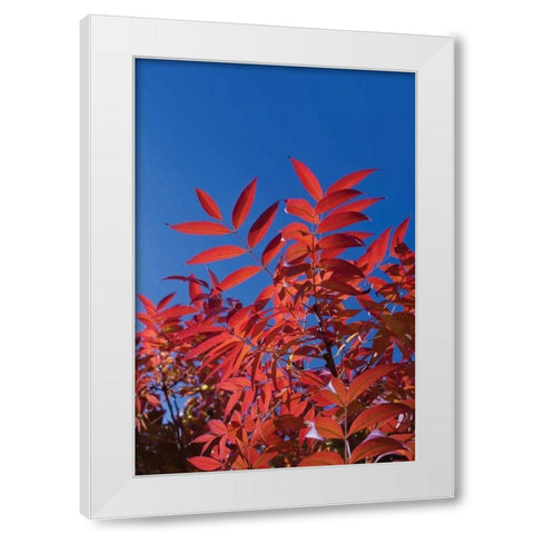 Fall Leaves III White Modern Wood Framed Art Print by Peterson, Lee