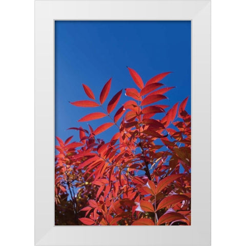 Fall Leaves III White Modern Wood Framed Art Print by Peterson, Lee