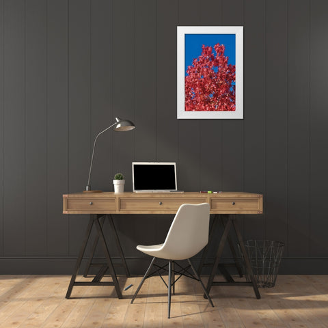 Fall Leaves IV White Modern Wood Framed Art Print by Peterson, Lee