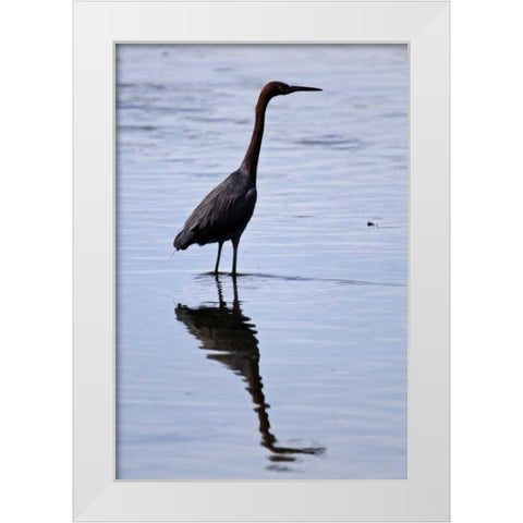 Bird IV White Modern Wood Framed Art Print by Peterson, Lee