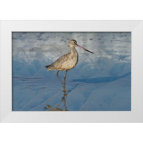Shore Bird I White Modern Wood Framed Art Print by Peterson, Lee